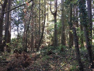 Picture of Point Roberts Parcel Number 405302-536170